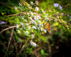 2018 10 - Gatlinburg Tennessee Butterfly2