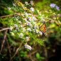 2018 10 - Gatlinburg Tennessee Butterfly2