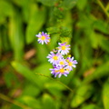 2018 10 - Gatlinburg Tennessee Tiny Wildflowers